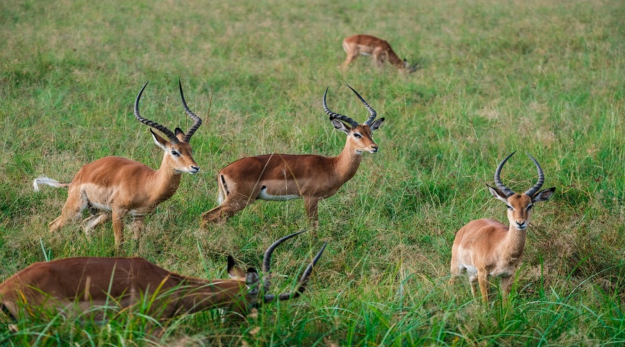 9 day serengeti, ngorongoro, tarangire and lake manyara safari